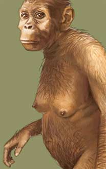 Ilustração de Lucy, australopithecus afarensis, evolução, para livro didático.