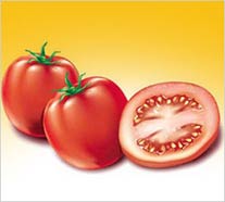 Ilustração de alimentos: tomates para rótulos de produtos alimentícios
