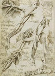 Ilustrações médicas de anatomia feitas por Leonardo da Vinci