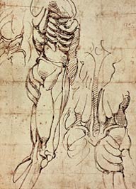 Ilustrações médicas de Michelangelo