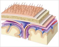 Ilustração de corte do crânio e meninges.