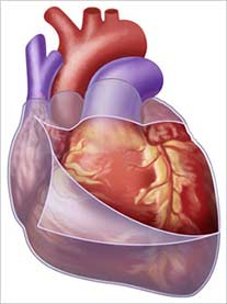 Pericárdio, membrana que reveste o coração