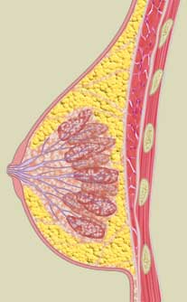 Glandulas mamárias. Ilustrações médicas para livro didático
