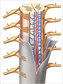 Ilustração médica do Sistema Nervoso para curso de anestesia