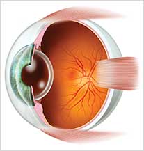  | Ilustração para livro didático de músculos do globo ocular