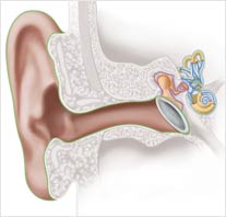Ilustração em corte do ouvido interno