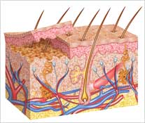 Ilustração das camadas da epiderme