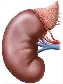 Glândulas supra renais. Ilustrações médicas mostrando posição da glândula supra renal