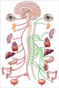 Ilustrações médicas do sistema nervoso simpático e parassimpático para livro didático