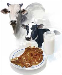 ilustração hiper-realista de boi, vaca, copo e prato com bife